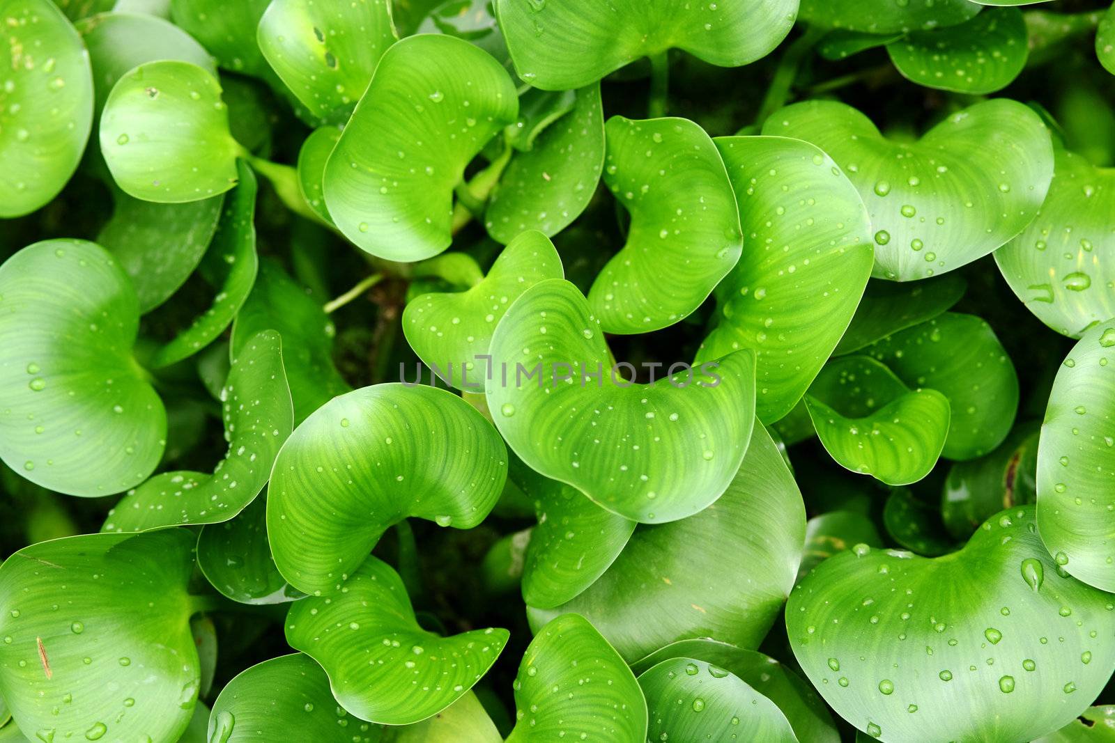 green plants background