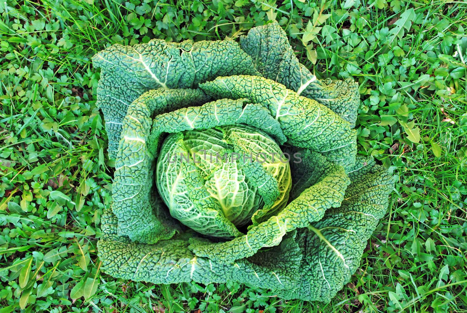 head of cabbage over grass by simply