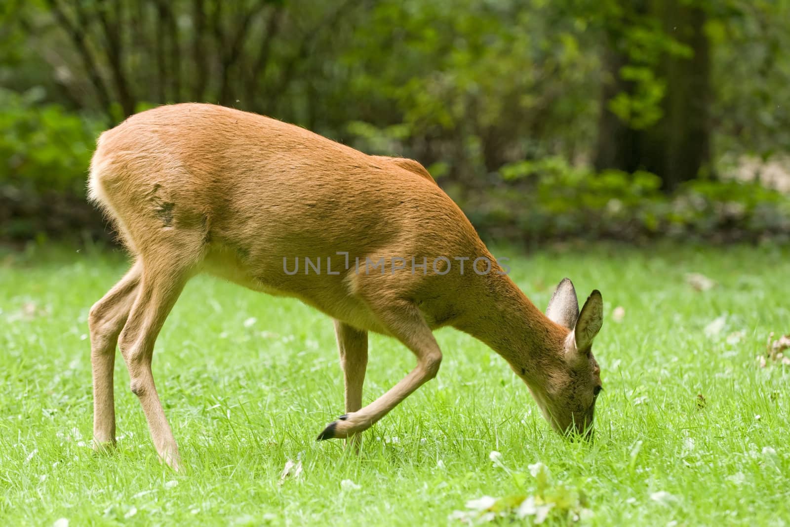 European Roe Deer in the wood. Capreolus capreolus.