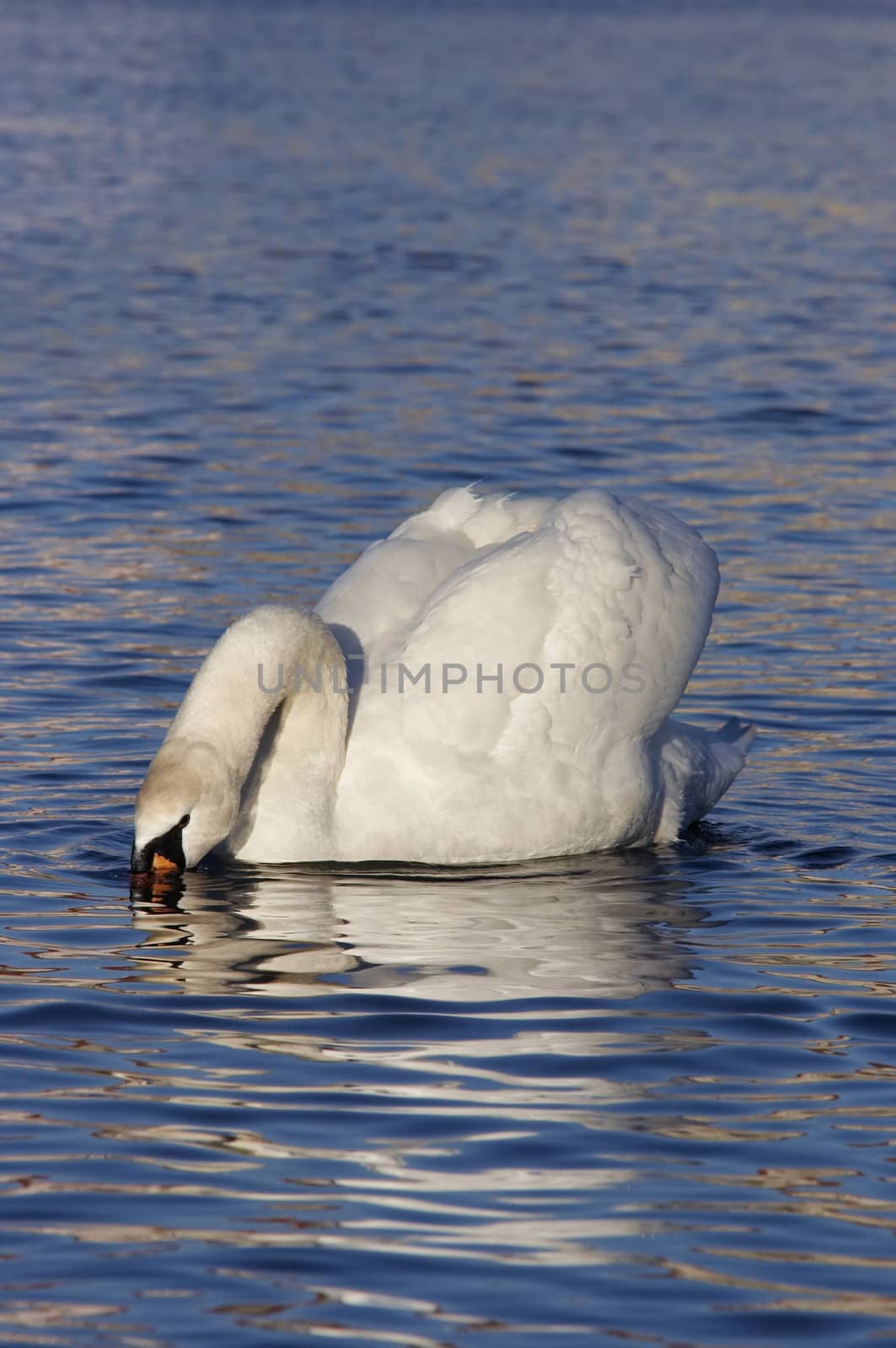swan - tasting water by Mibuch