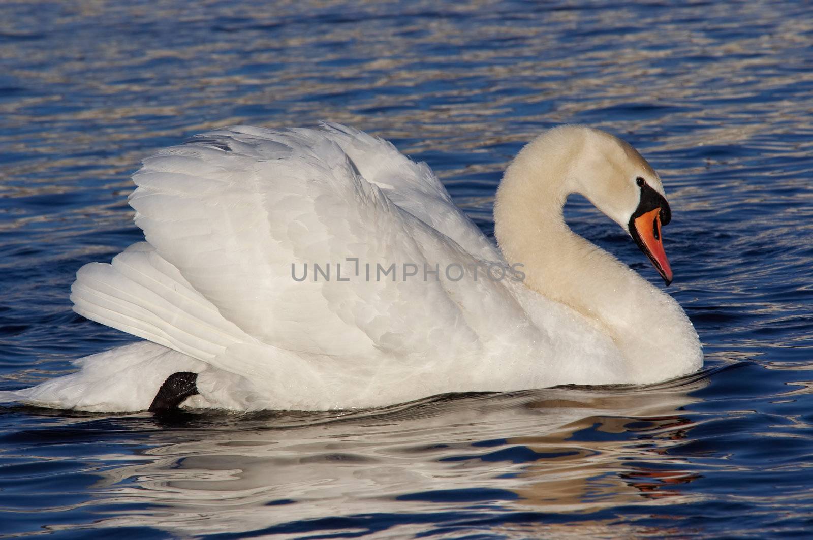 Shot of the swan