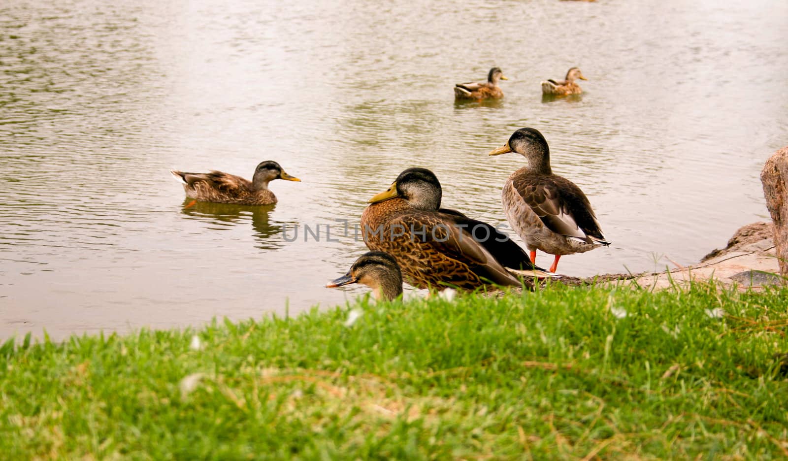 ducks by trunion