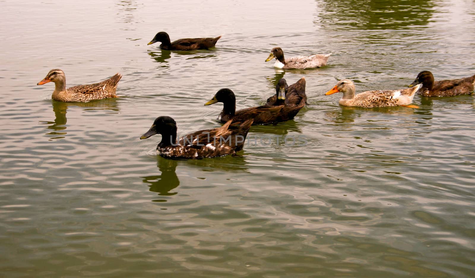 Ducks at pond
