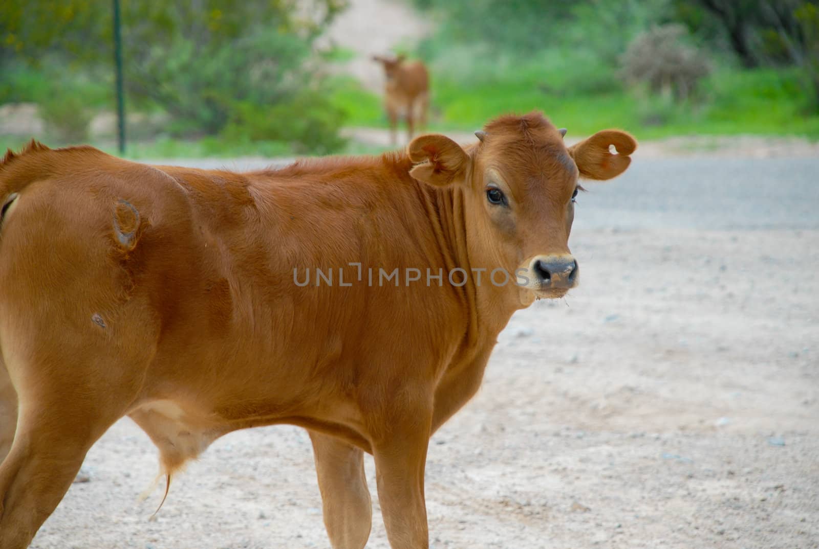 Calf by trunion