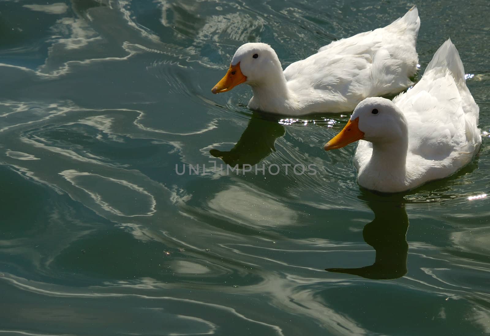 Two geese in pond