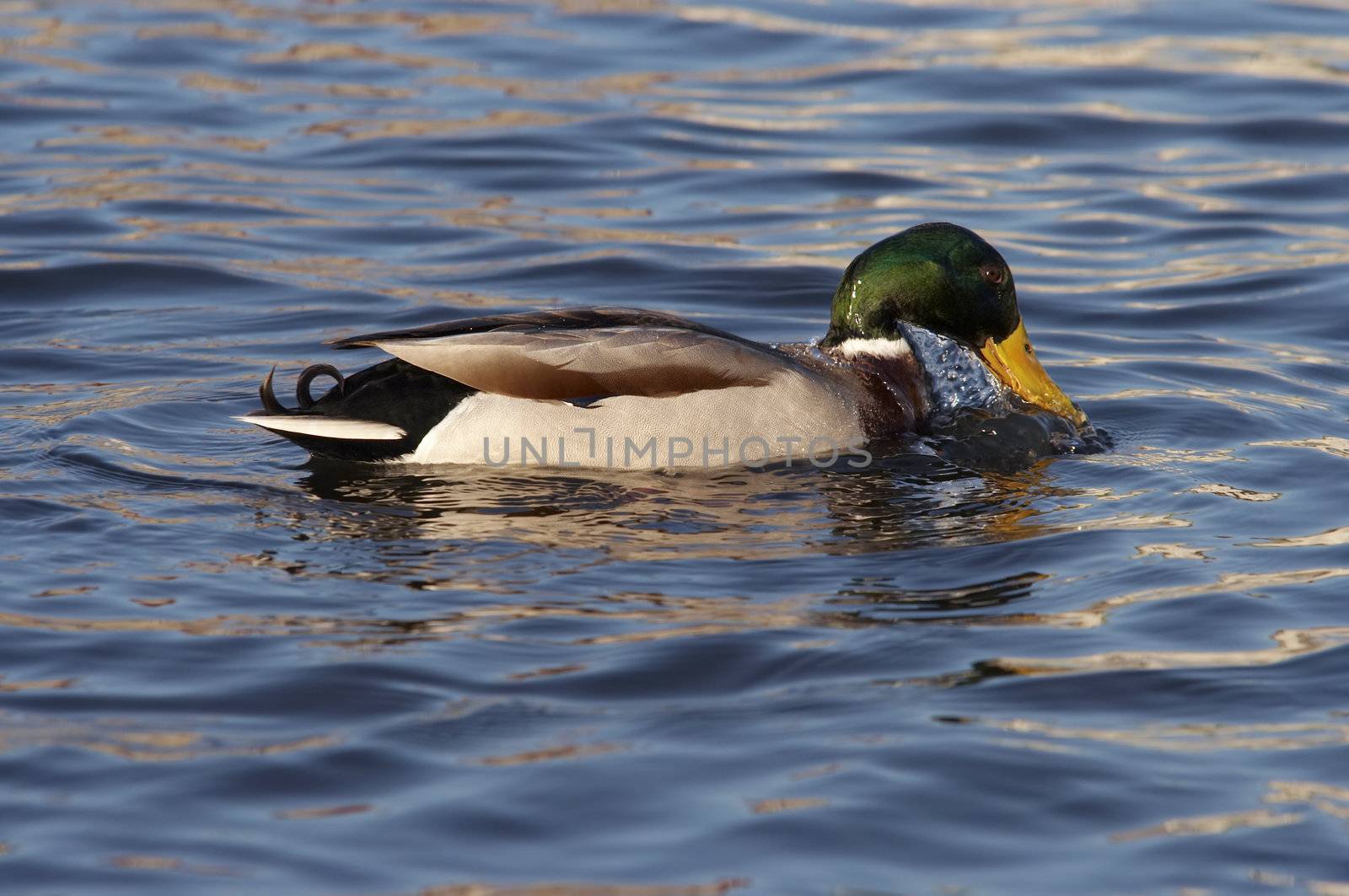 Shot of the wild duck afloating on the water and degustation water