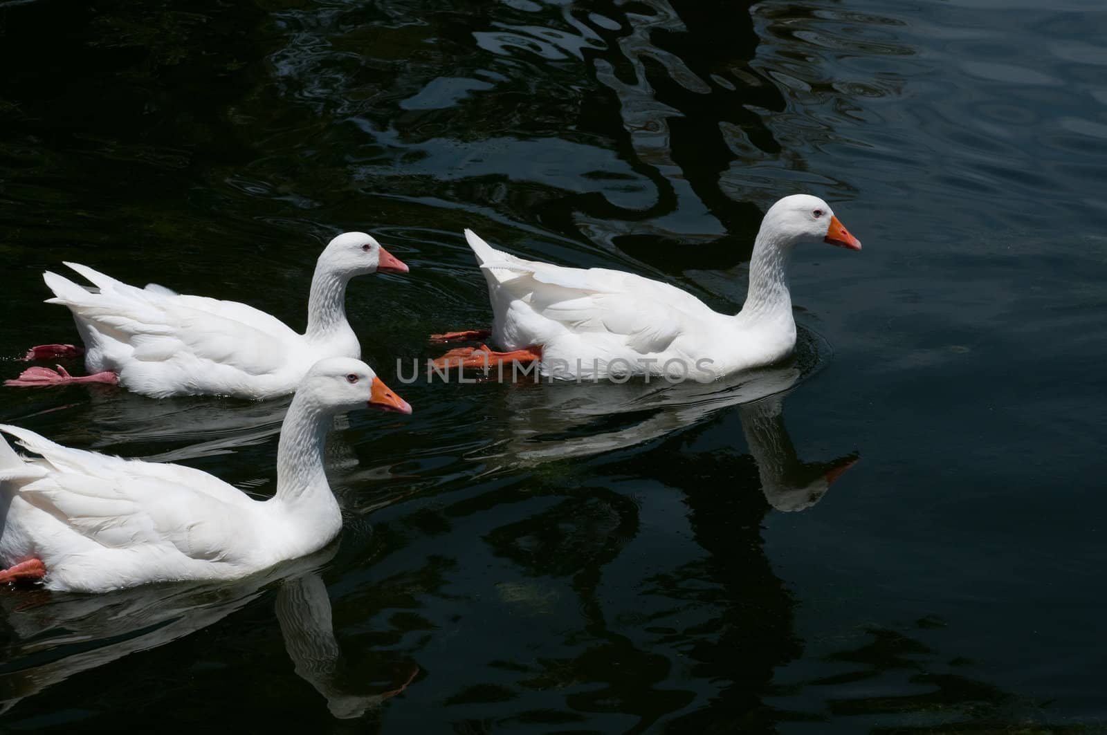 Three geese in pond
