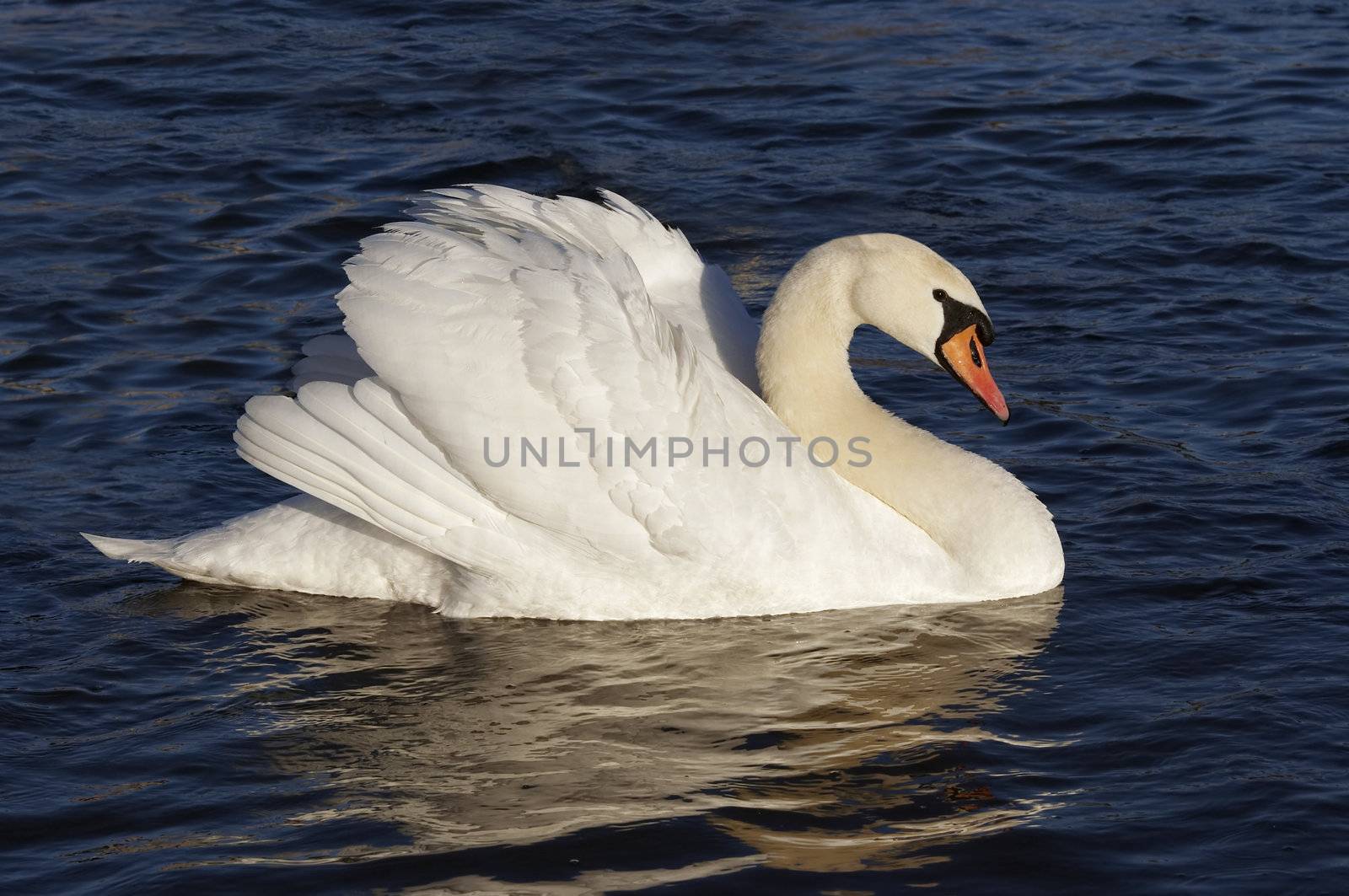 Shot of the swan on the water