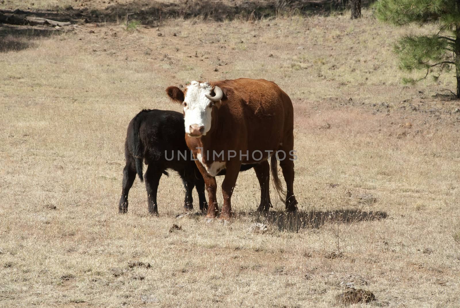 Cow and Calf by trunion