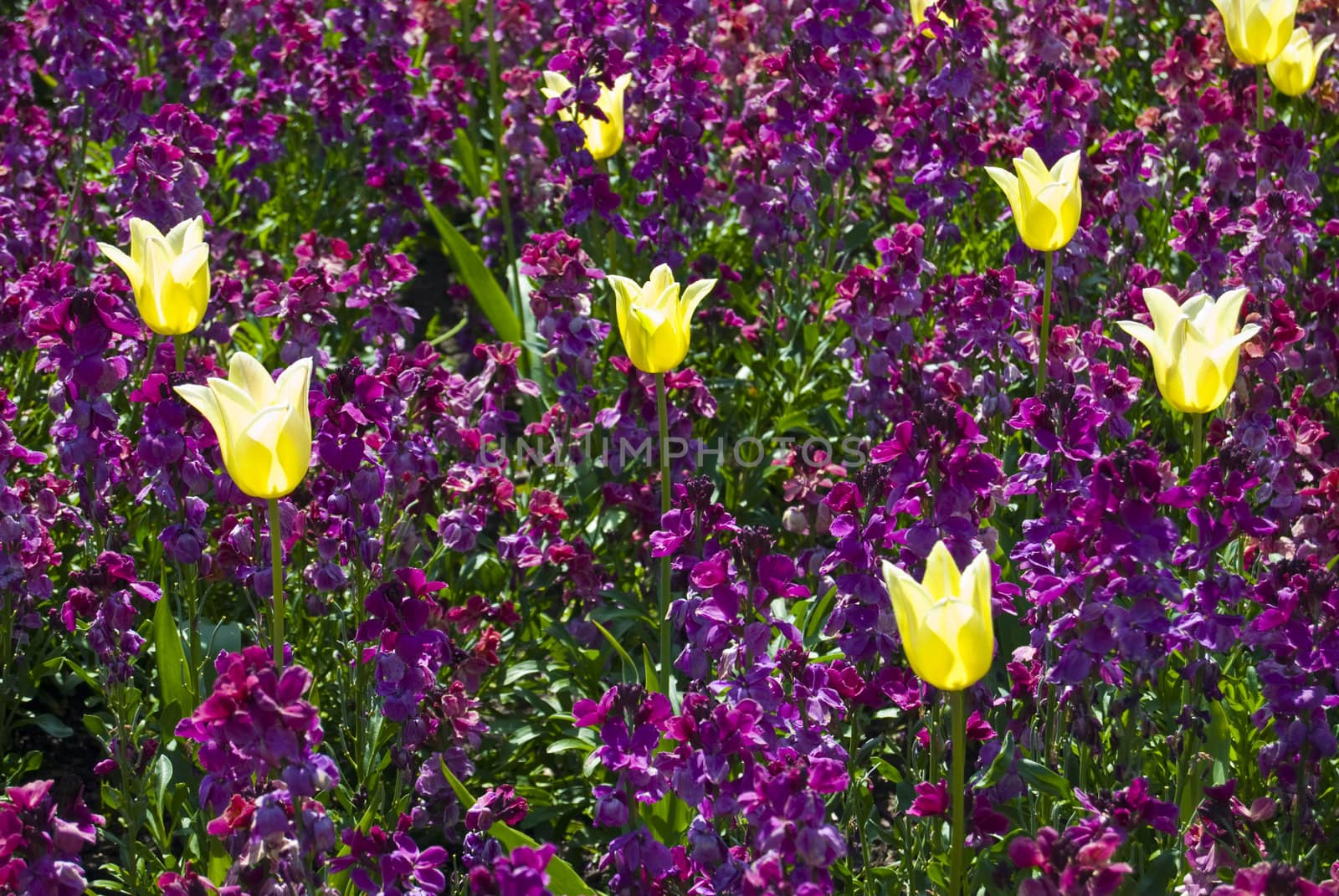 lots of tulips in a flower bed