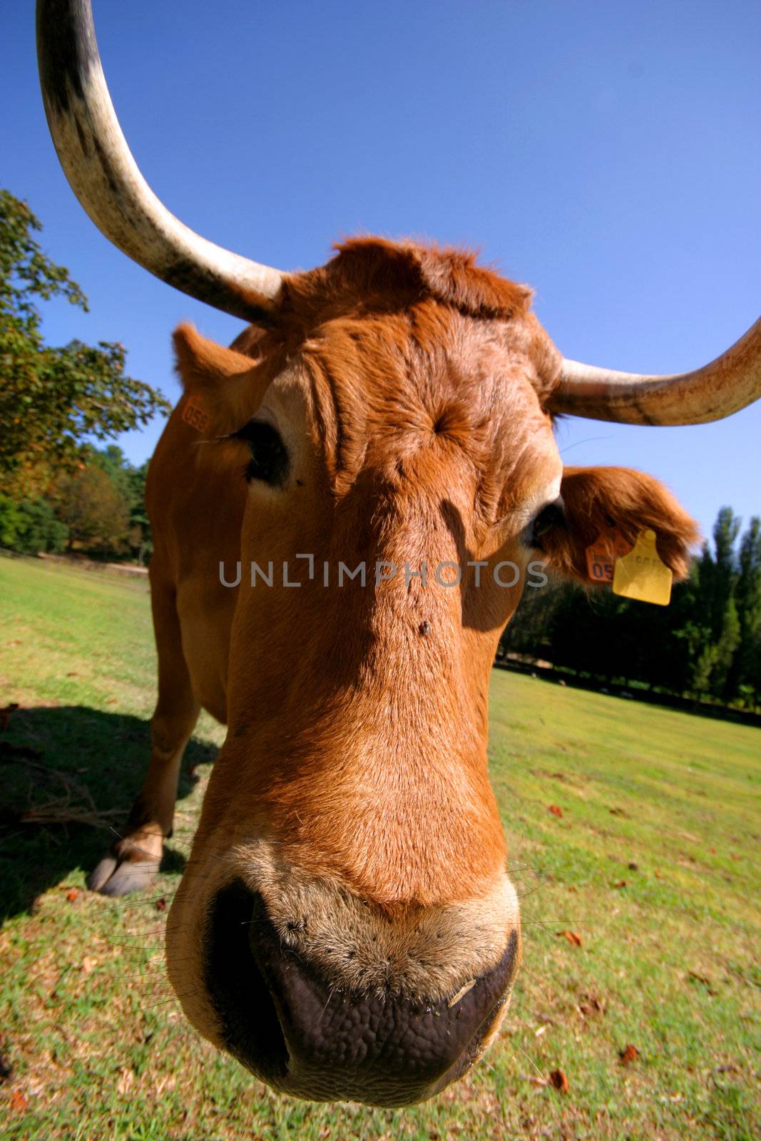 beautiful crazy cow