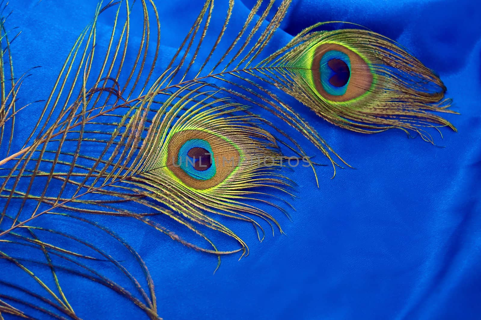 Two peacock feathers on blue satin background