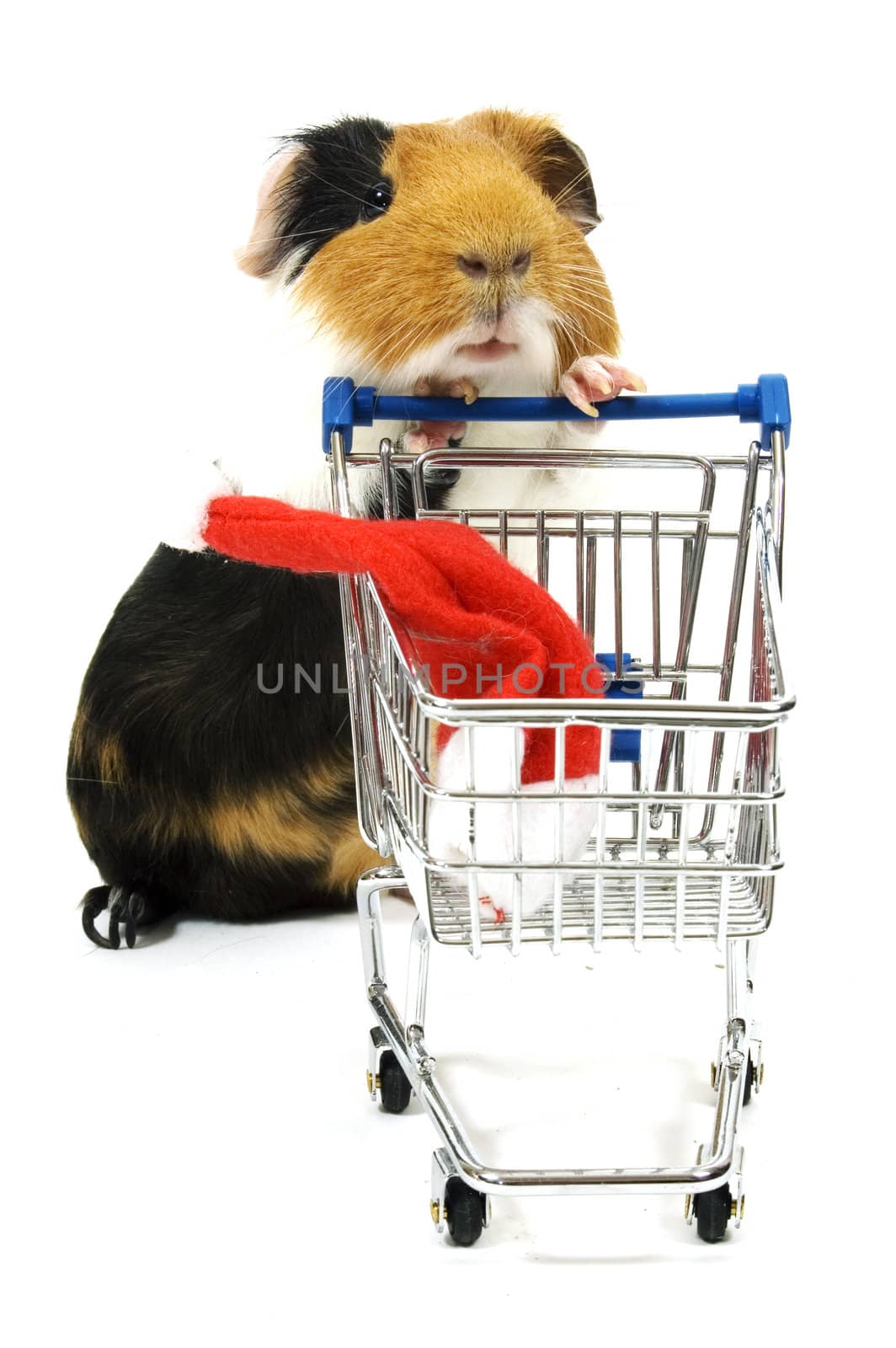 guinea pig is shopping for a christmas hat on white