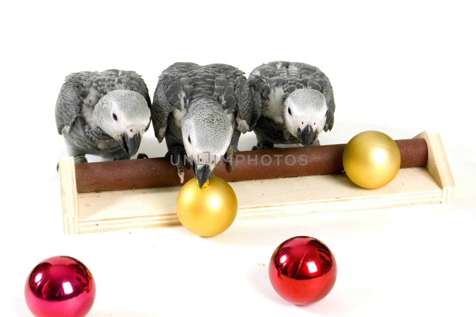 baby parrots on a stick playing with christmas balls