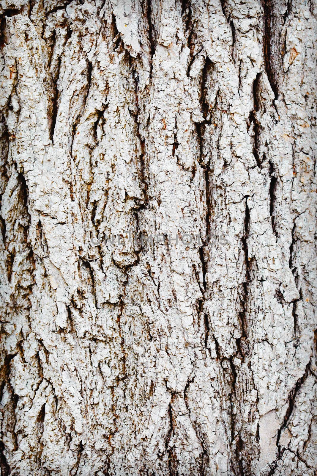 The trunk of old wood - rough gray bark