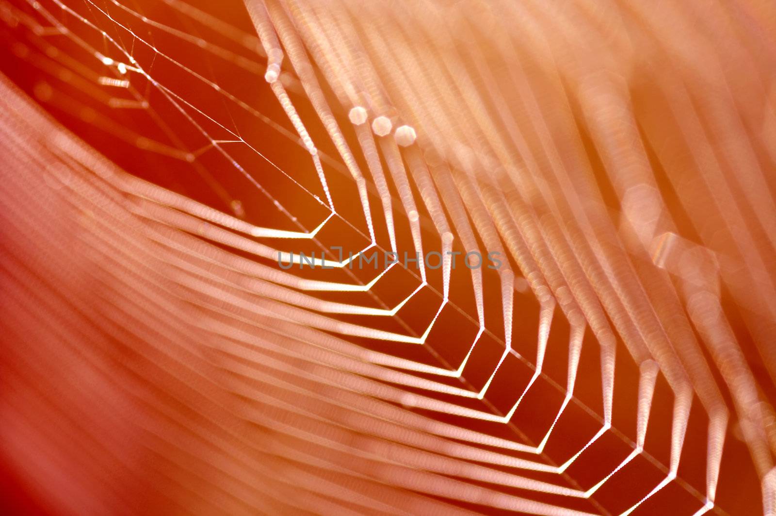 Abstract close-up of the web of spider - cobweb
