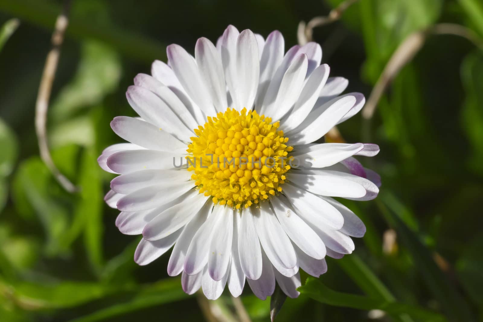 This image shows a macro from a little daisy