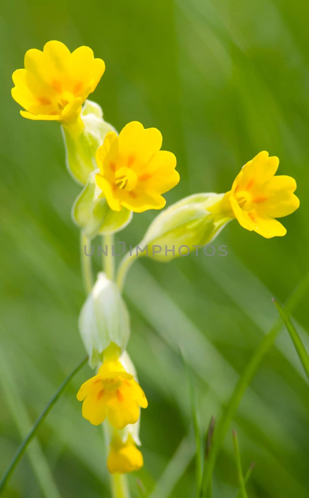 This image shows a macro from a little Cowslip bloom