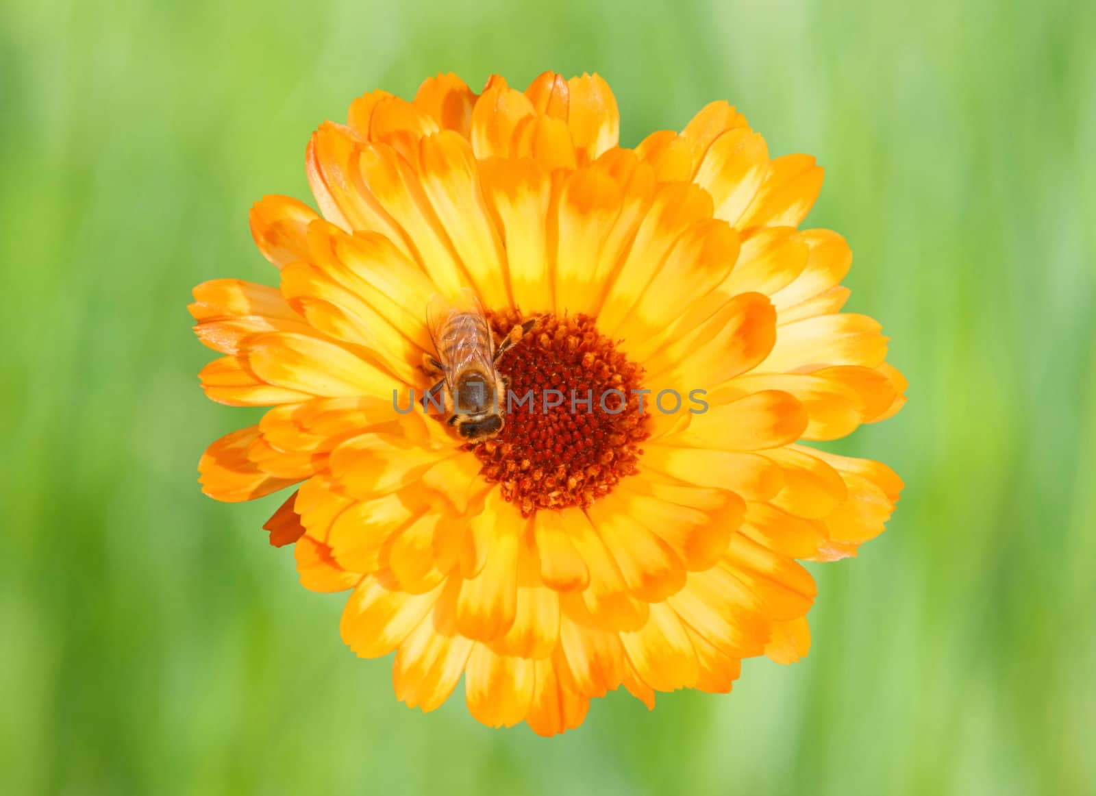 Marigold with Bee by Ragnar