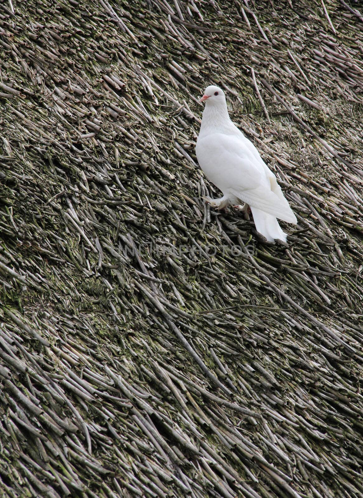 white pigeon by gallofoto