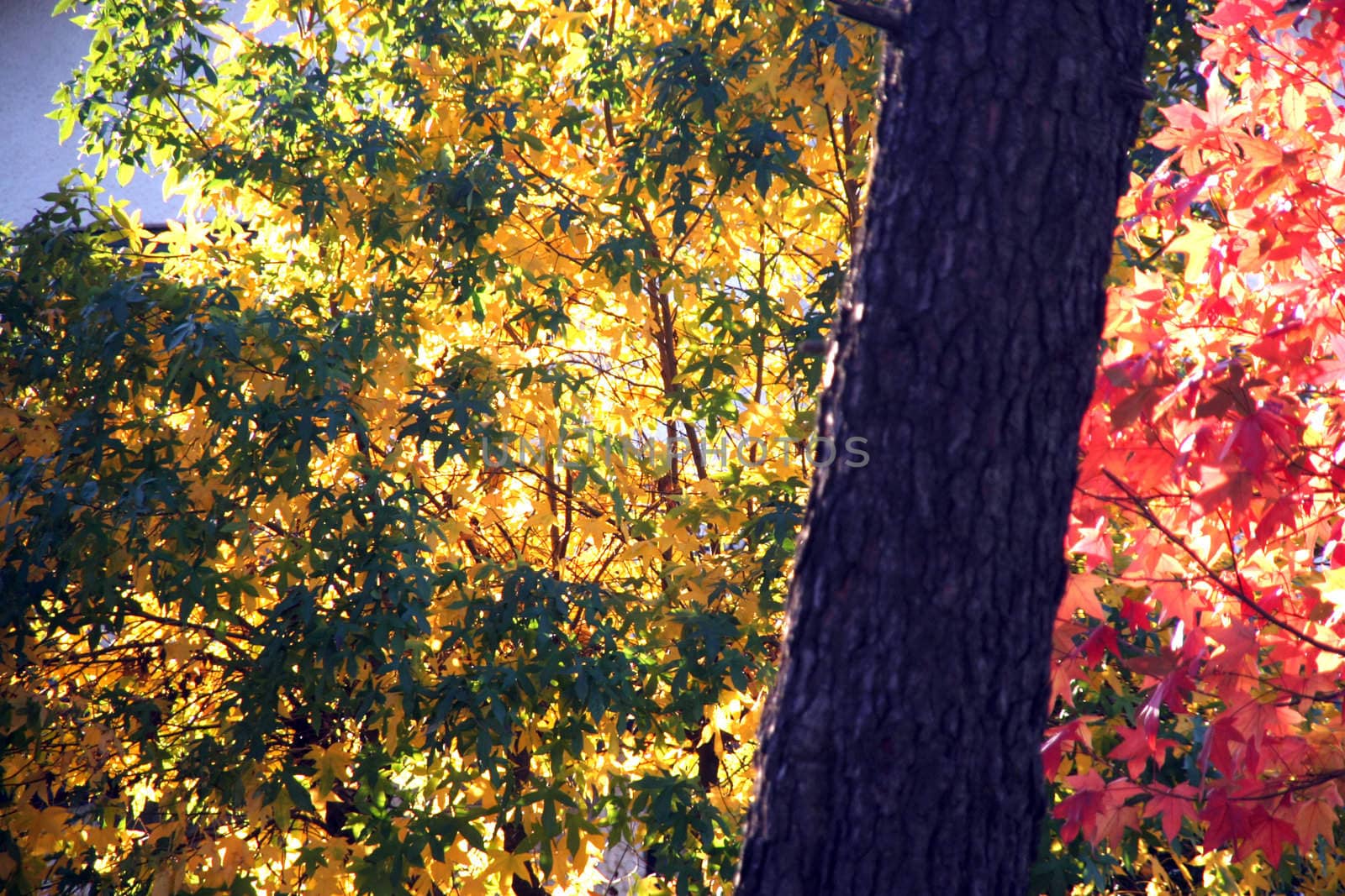 nice and cold autumn landscape