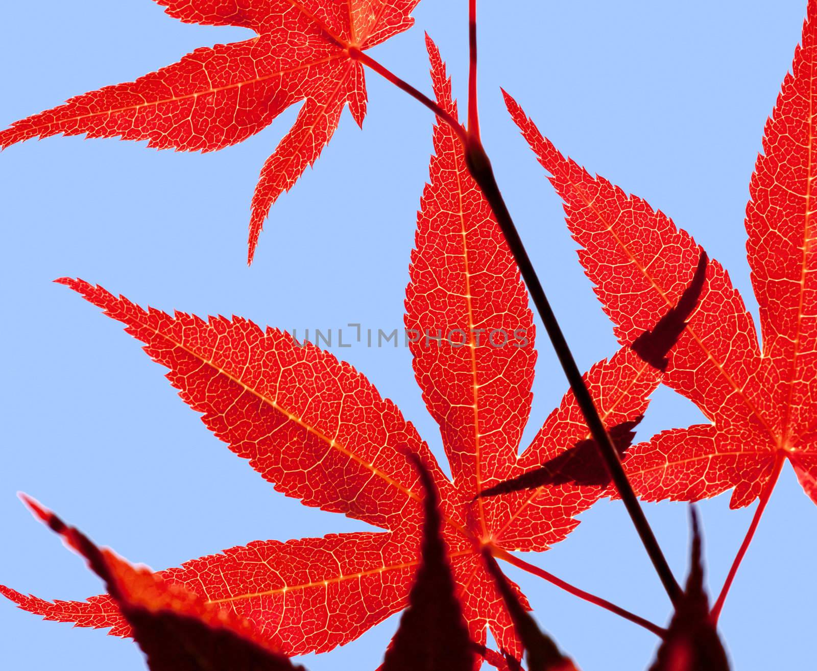 An image of a red maple leaf background