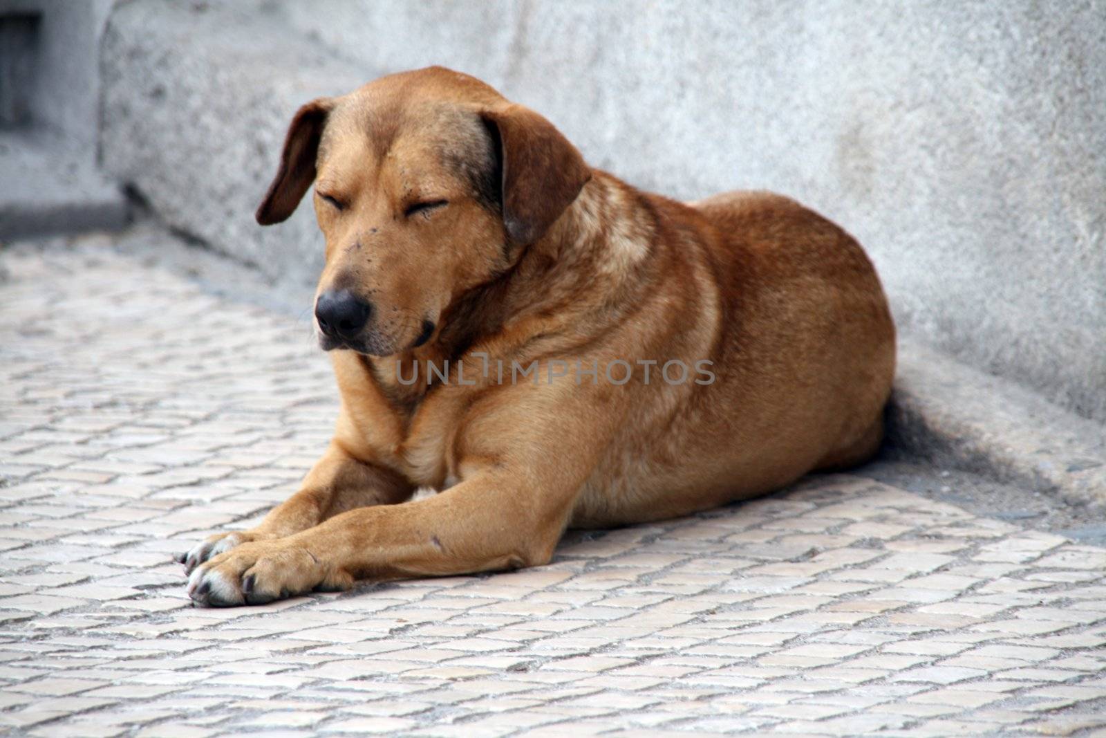 dog in the street