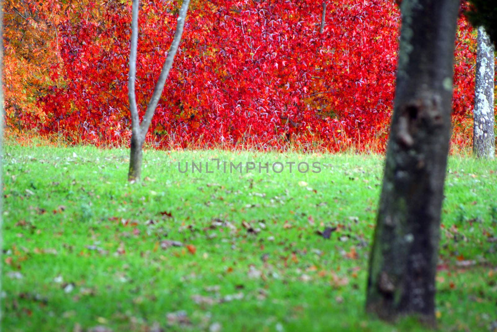 nice and cold autumn landscape