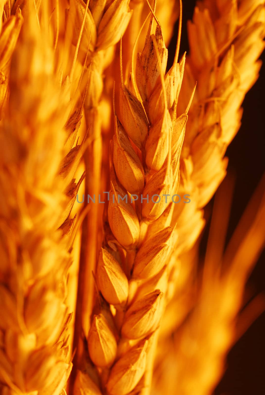 Wheat selective focus with warm colors