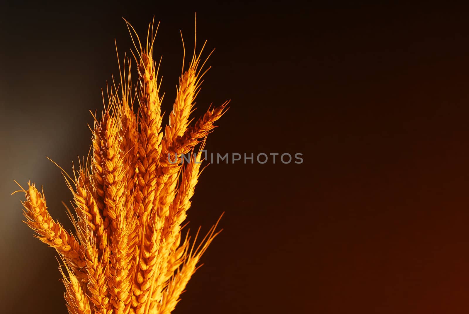 Wheat with copy space over dark background stock photo