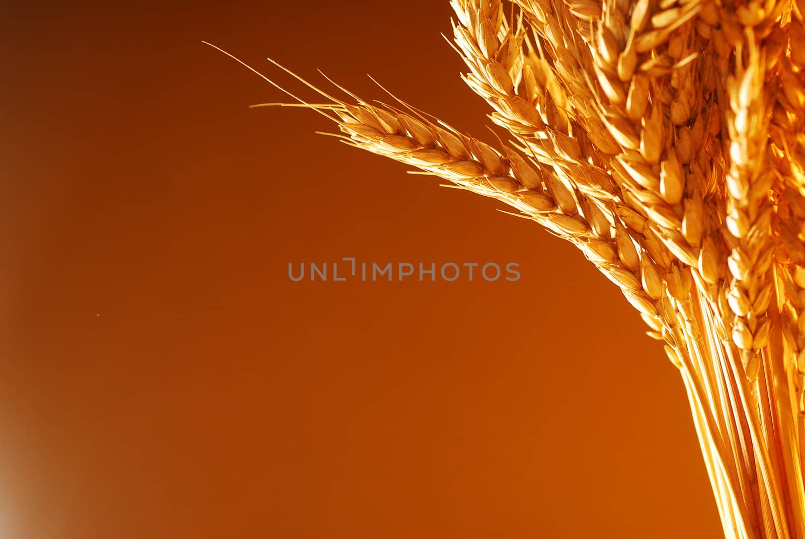 Wheat with warm colors framing the background stock photo