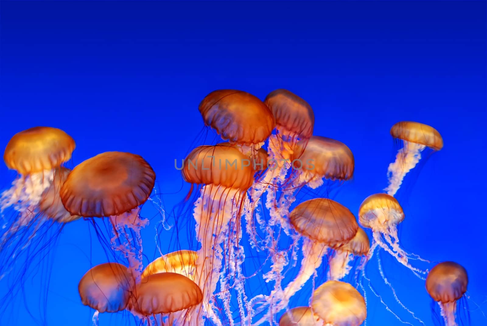 School of sea nettle jellyfish - Chrysaora fuscescens on blue background