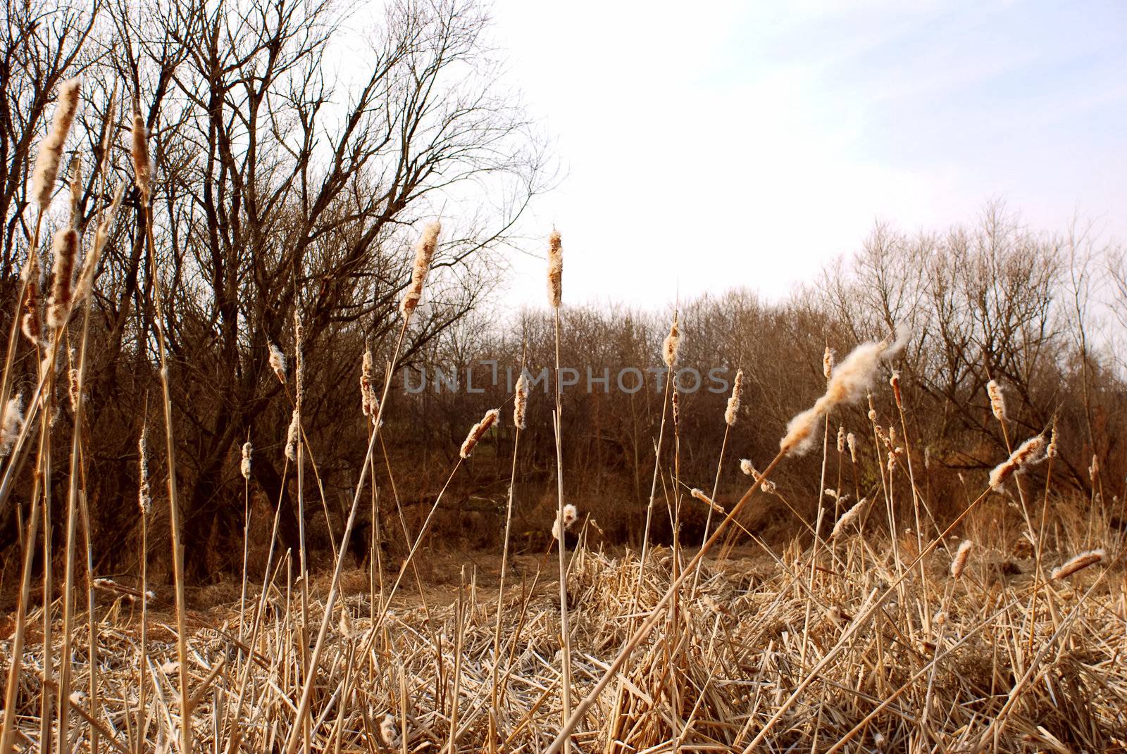 Dry grass landscape by simply