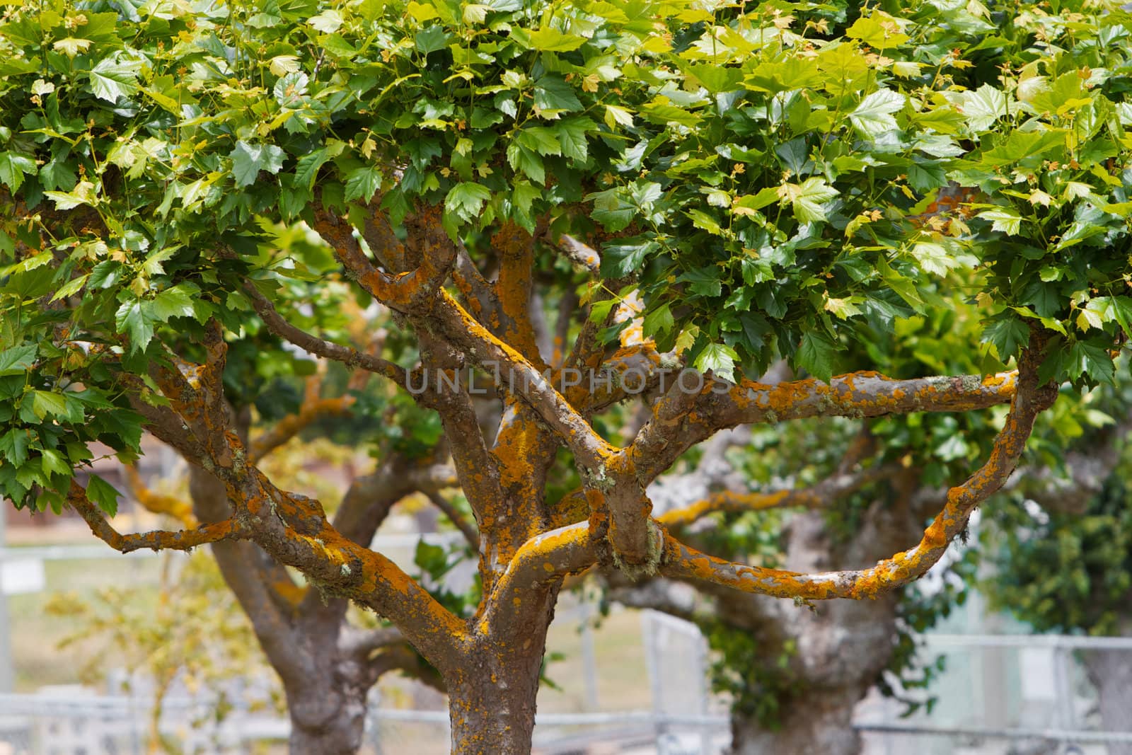 Gold Moss Tree by bobkeenan