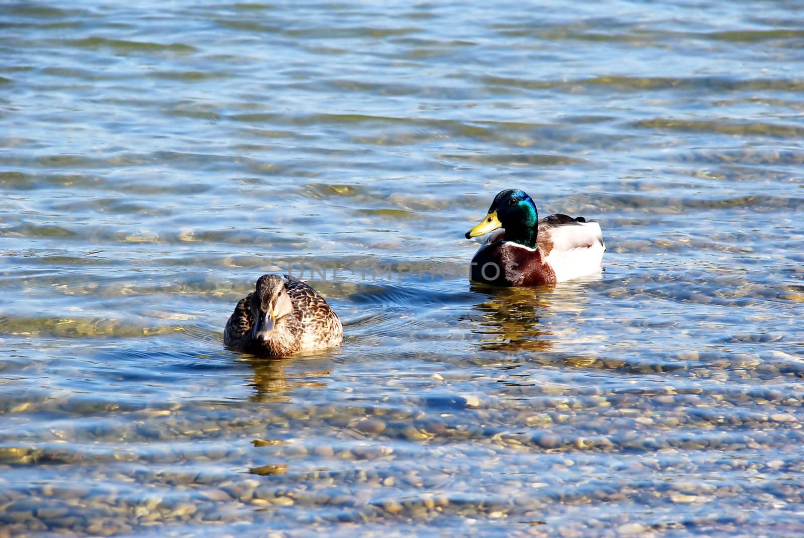 Duck couple on water by simply
