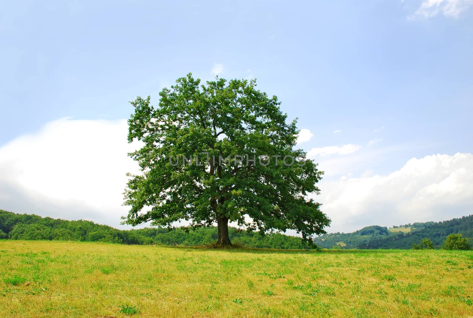 Oak on green hill by simply