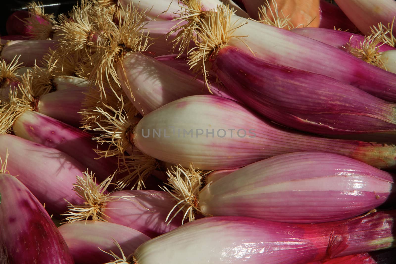 Pile of Long Red torpedo onions at farmers market