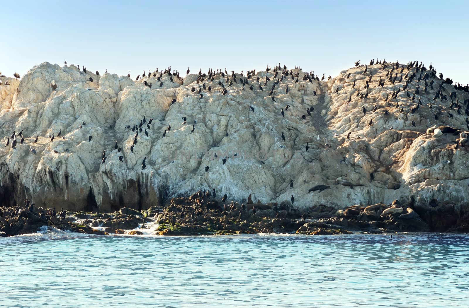 Flock of birds and several seals on a rock 