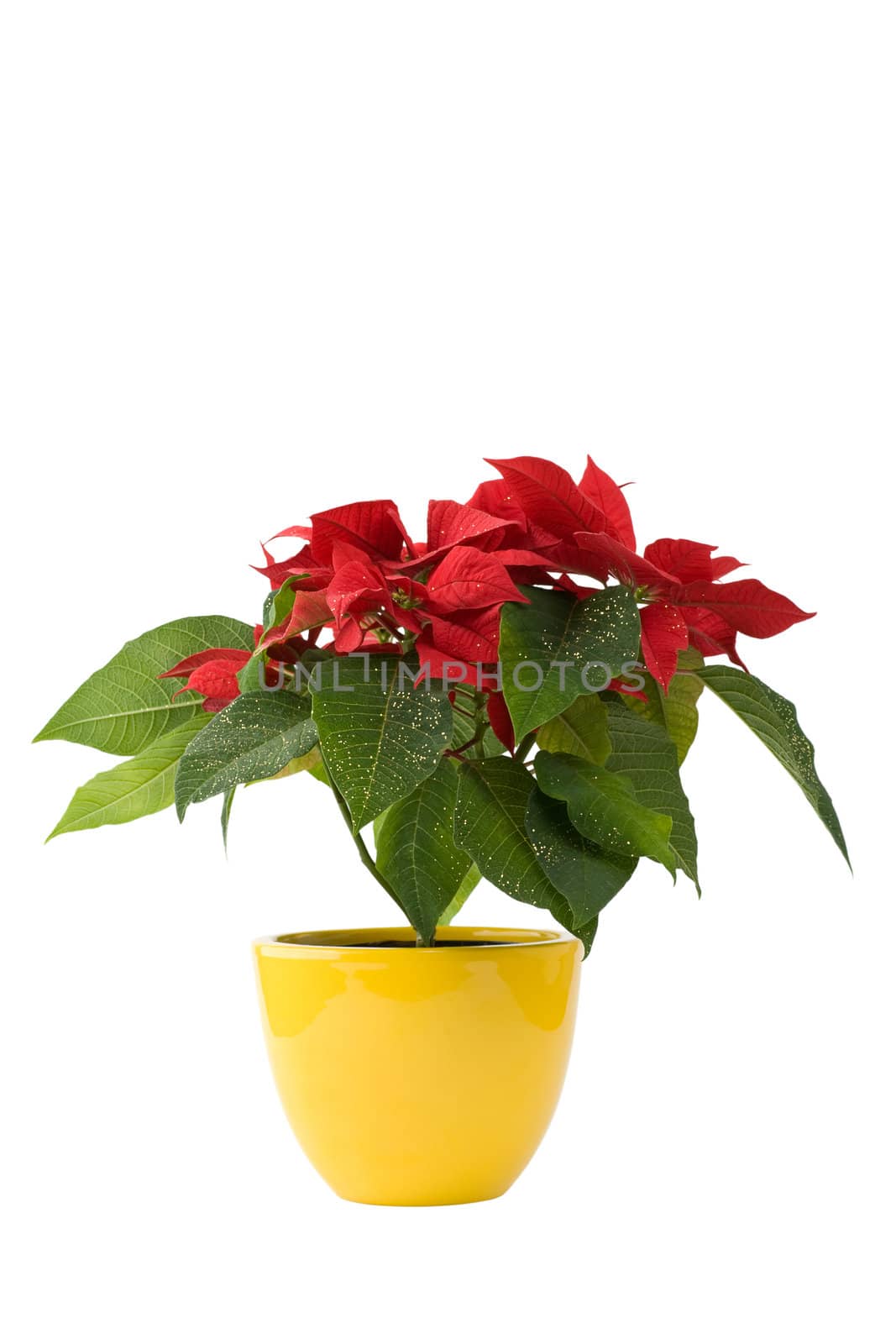 Beautiful Poinsettia - Christmas Star by rozhenyuk