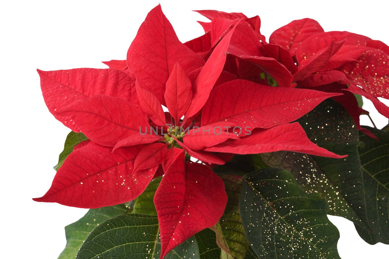 Poinsettia - Christmas Star - Close-up Background by rozhenyuk