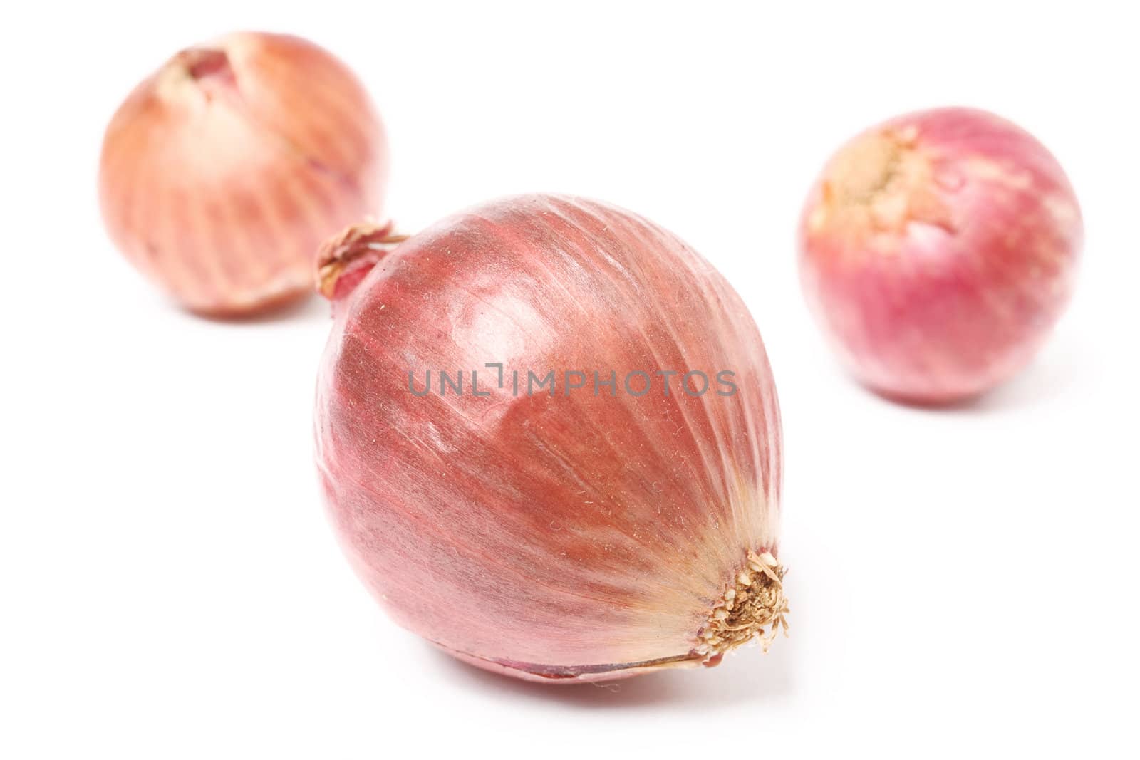 shallot