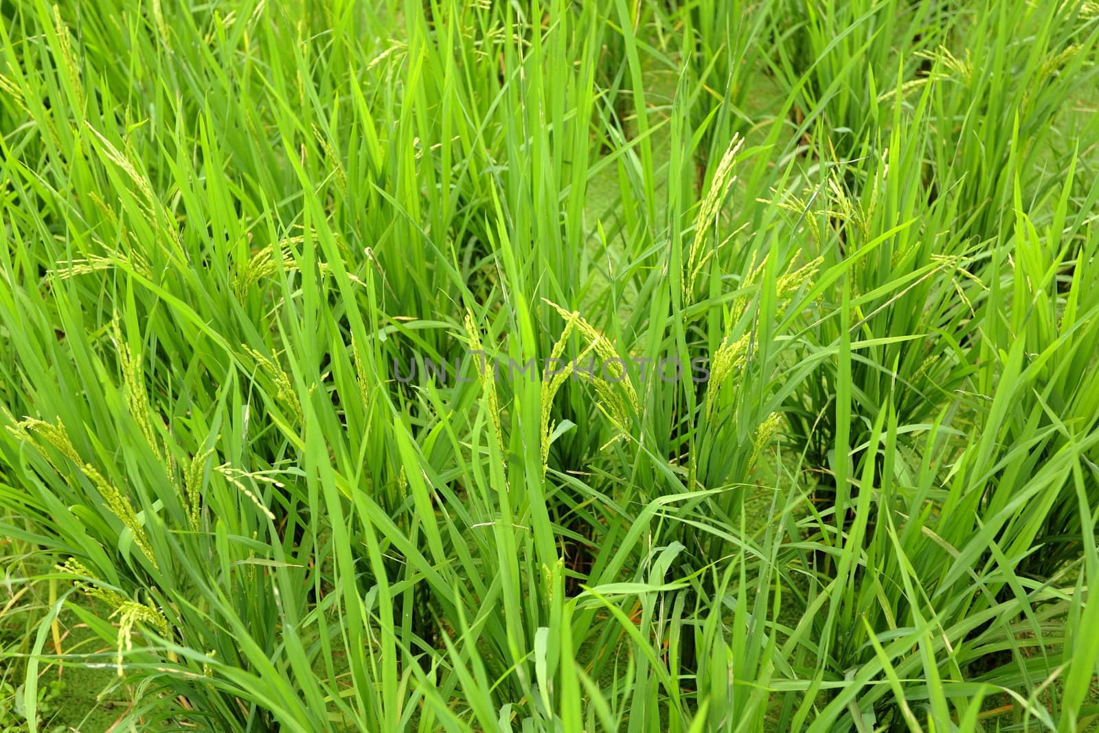 paddy rice