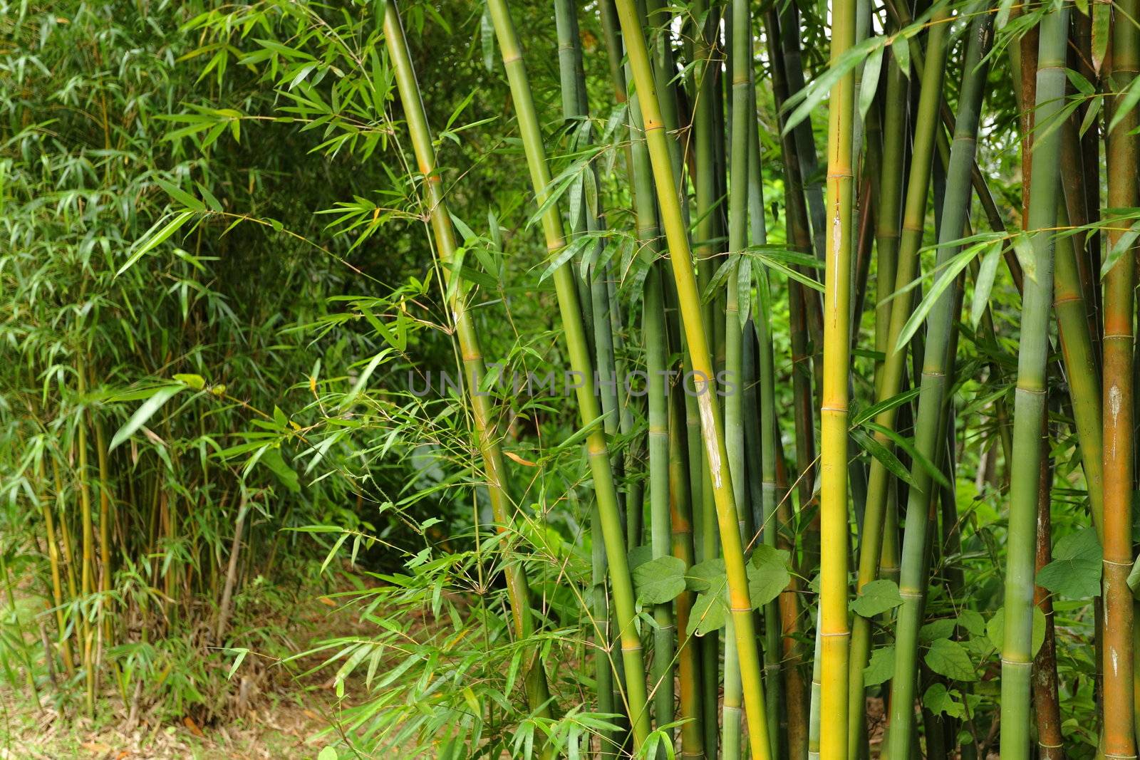 Bamboo forest background
