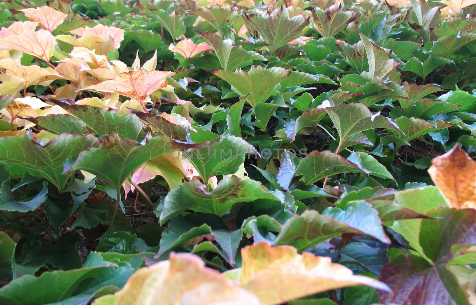 climbing plant