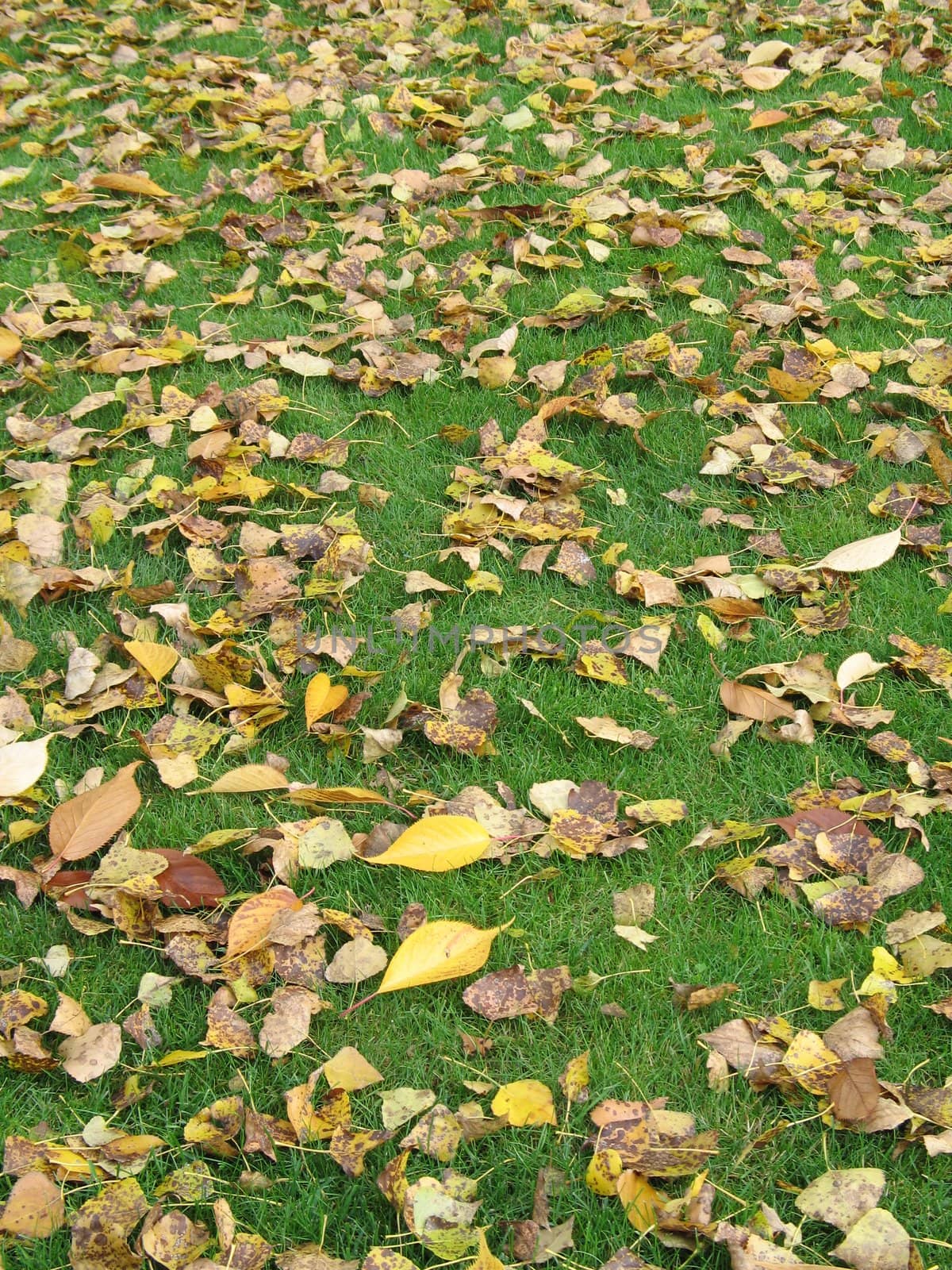 brown leaves by mmm