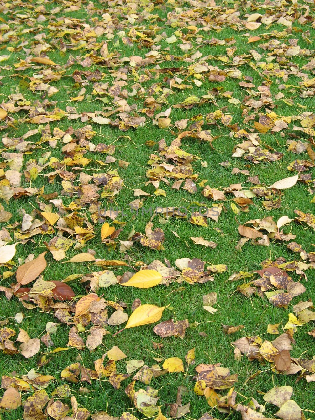 brown leaves