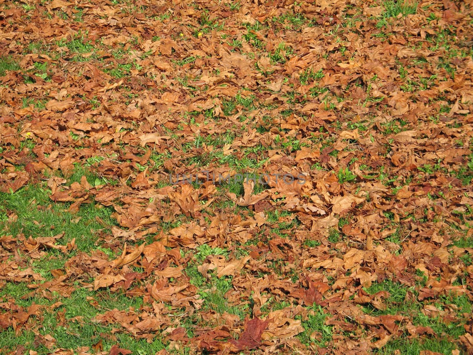brown leaves