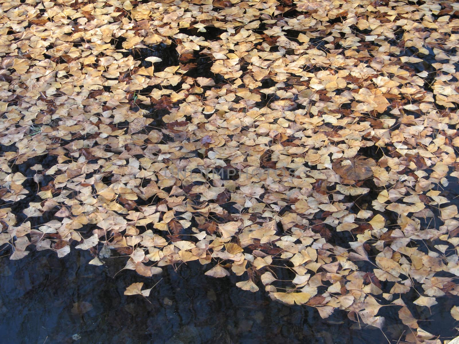 brown leaves floating on water