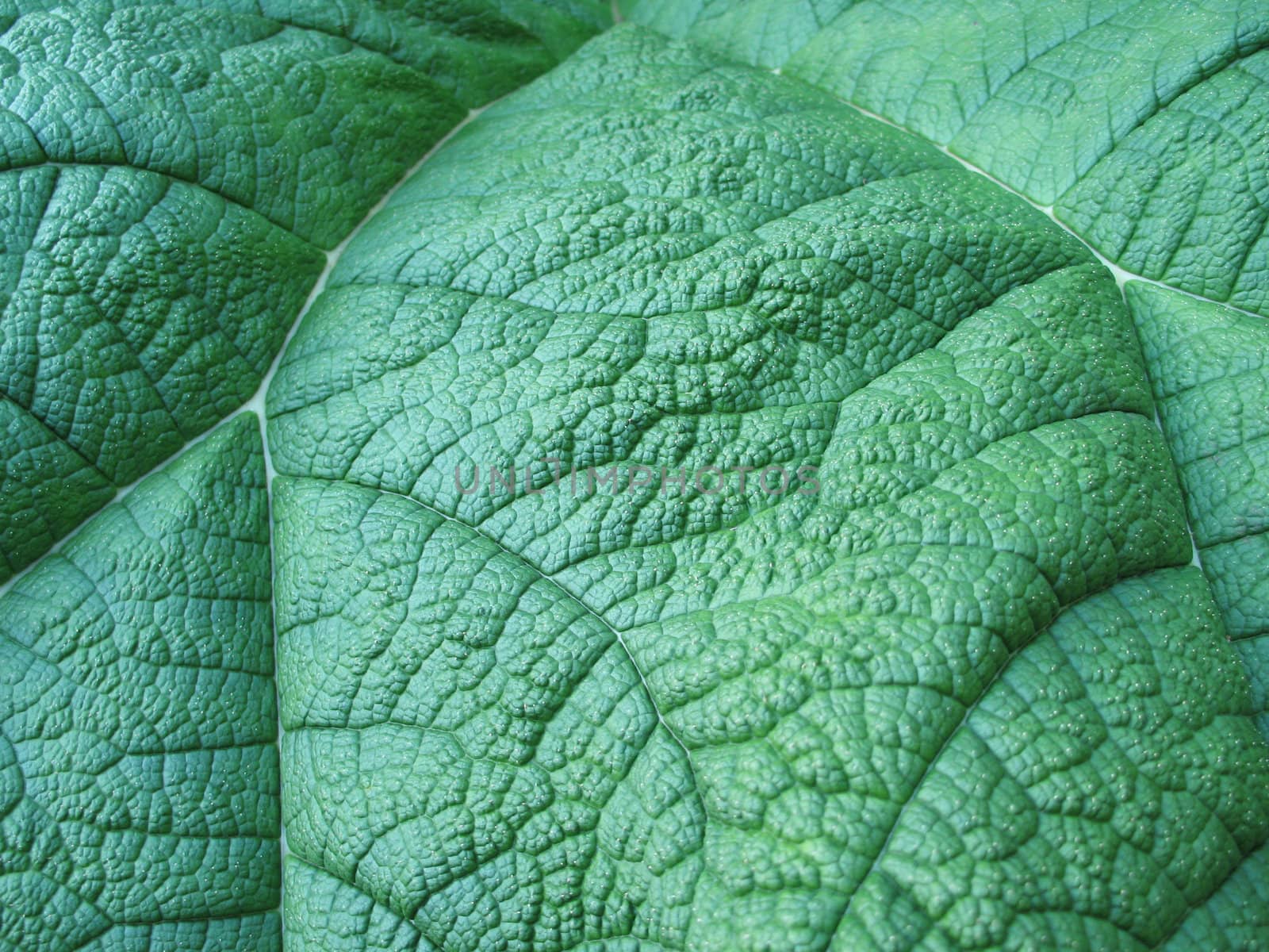 green leaf close-up
