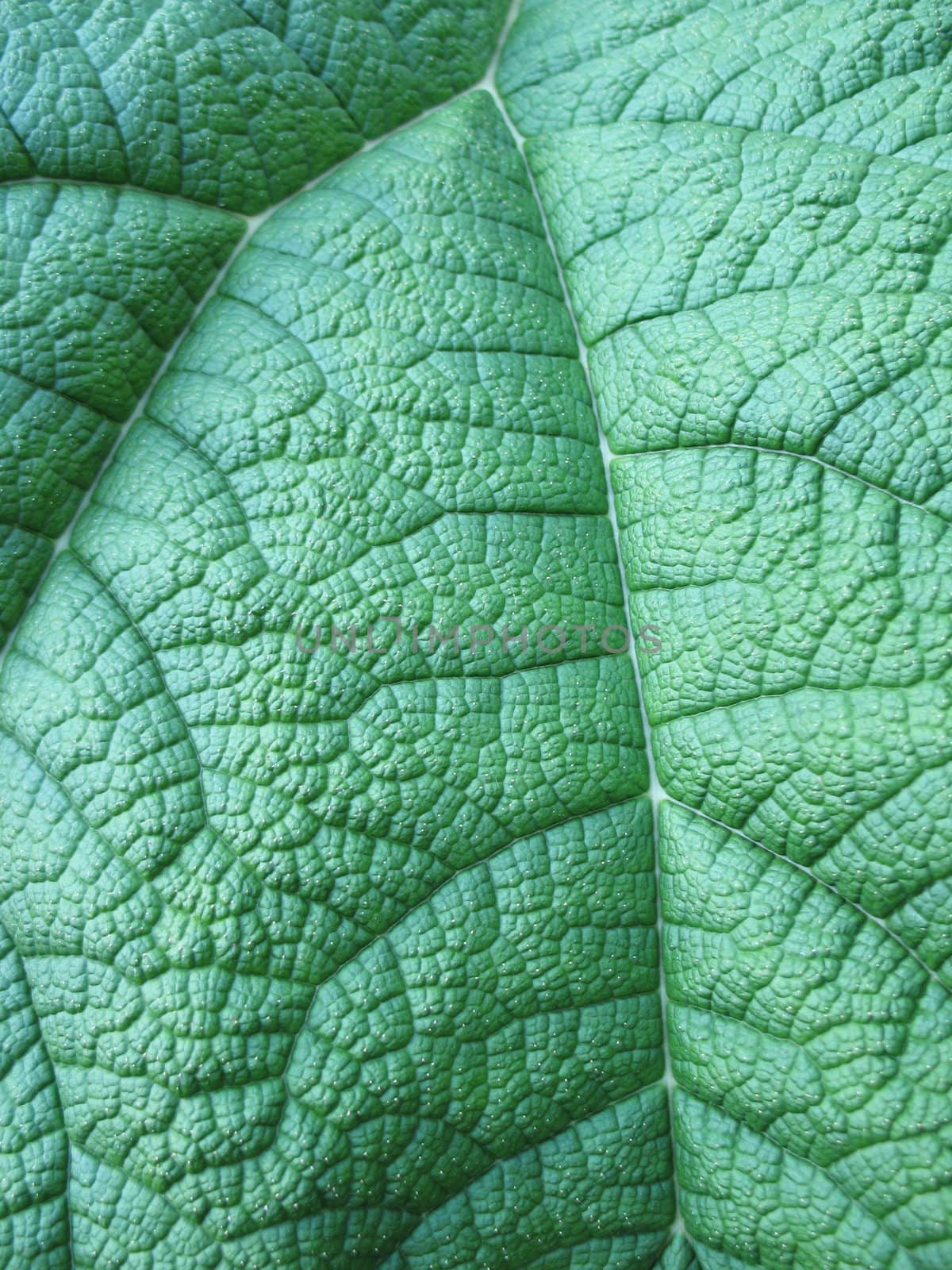 green leaf close-up